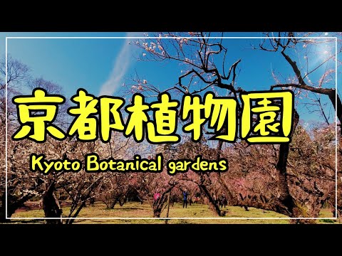 【3min Kyoto】3分で巡る「春の京都府立植物園（梅）」~Kyoto Botanical Gardens in Spring~