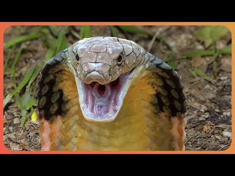 The Most Venomous Snakes and Predators | Wild Assassins