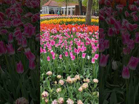 The Most Beautiful Spring Garden in the World #spring #flowers #nature #travel #trending #music #fyp