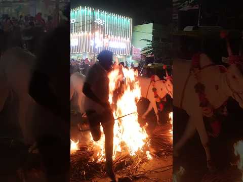 Pongal festival Bangalore #pongal #bangalore