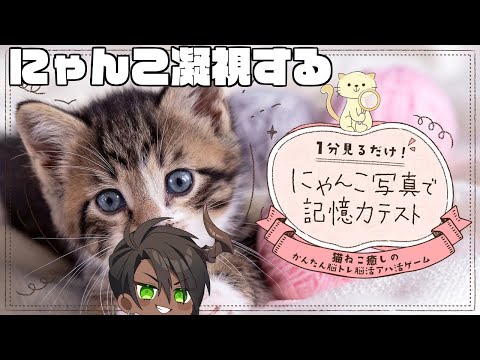 【1分見るだけ！にゃんこ写真で記憶力テスト】にゃんこ凝視する【荒咬オウガ　ホロスターズ】