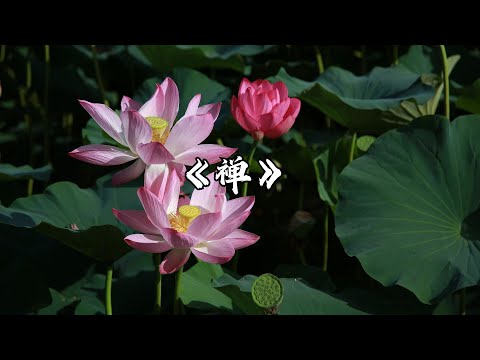 【清凉佛曲】古筝禅乐《禅》静思禅慧，感悟清欢