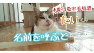 ねこの日【木彫りすとさん家の猫動画/今日も大安♡】看板猫たいくん♪名前を呼ぶと・・・😄  Woodcarving lesson  谷根千ねこラリー kawaii kiborist