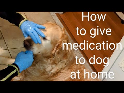 How to give medication to the dog at home Pills, liquids and probiotics.