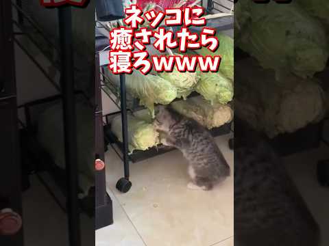 ネッコの動画で癒されたら寝ろｗｗｗ　#2ch #2chまとめ 動物スレ #2ch面白いスレ #動物 #犬 #猫 #癒やし #ねこ動画