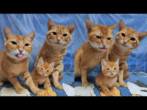 Mama Cat and Kittens Meowing 🐈💕 | Cat Sound | Cat Voice