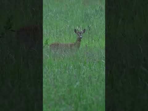 A good end to the Roe Buck Season last weekend! #hunting #roebuck #jakt