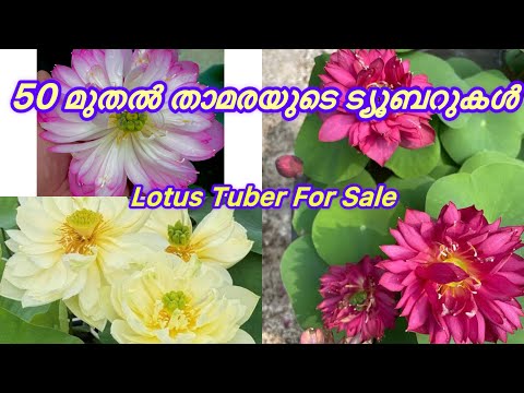 Sale🔈Sale🔈50 മുതൽ താമരയുടെ Tubers 7902402312 #malayalam #garden #trending #youtube #plants