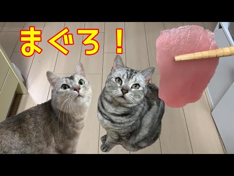 猫姉妹が初めてマグロのお刺身を食べる！おしゃべりペット