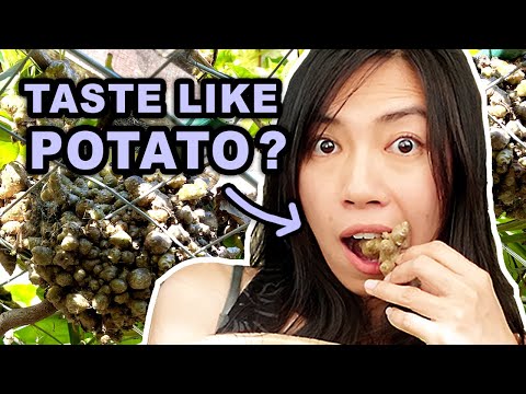 Potato Substitute - Tasting this easy to grow Madeira Vine!