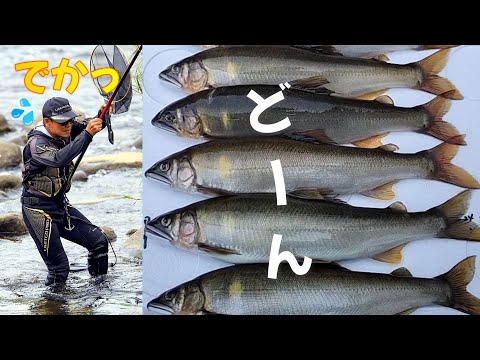 鮎釣り　デカ鮎を狙って／飛騨川水系白川