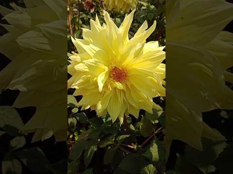 giant yellow dahlia #gardendesign #dahlia #flowres #shorts