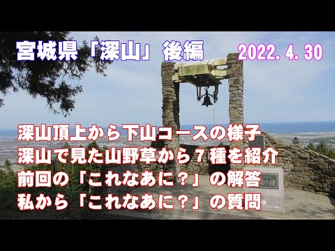 宮城県「深山」後編(頂上からの下山コースの様子、深山で見た山野草)