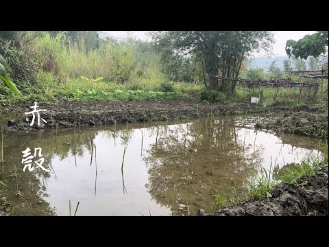 種筊白筍 | 赤殼（晚生種）Zizania latifolia