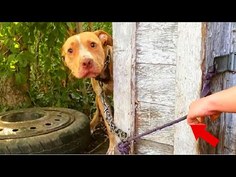 Abandoned Dog Found Chained In Backyard Couldn't Believe That He Is Being Rescued