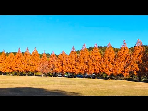 【 Metasequoia Tree-lined Road 　畜産センター公園　メタセコイア並木】　岐阜市　2024年12月2日（月）　　Gifu-Japan　岐阜めぐり