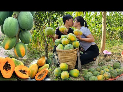 Dần and LINH share the SECRET to harvesting papaya for sale!