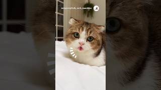 猫さん、出てる出てる！｜PECO #マンチカン #猫 #愛猫家 #猫動画 #猫のいる暮らし #munchkin #cat #catlover #catvideos #catlife