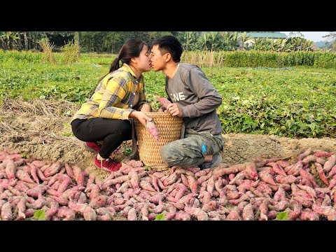 Harvesting sweet potato garden to bring to market for sale - Animal care | Linh's Life