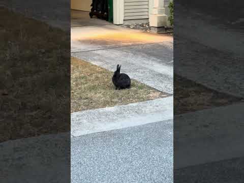 Caught on Camera: Wild Bunny Keeps an Eye on Me While I Drive in! #shorts #bunny