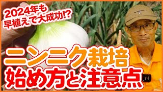 家庭菜園や農園で2024年ニンニク栽培の始め方！栽培スケジュールと植え付け時の注意点！ニンニクの育て方を徹底解説！【農園ライフ】