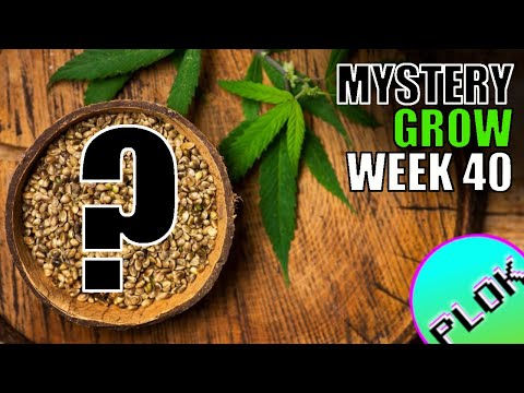 Results From Indoor Plants 1 and 2 - Mystery Seed Indoor/Outdoor Grow Week 40