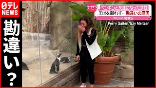 【ペンギン】客の移動に合わせ… "仲間"と勘違い？