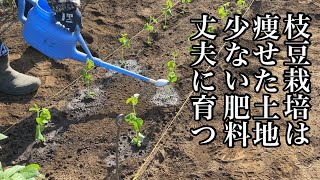 枝豆（エダマメ）栽培・痩せた土地や少ない肥料で大きく育ちます！【苗の植え方〜丈夫に育てる方法】22/5/3