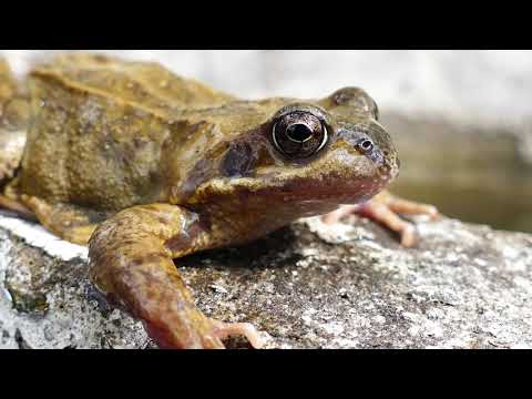 Frog! | Copyright Free Video Footage