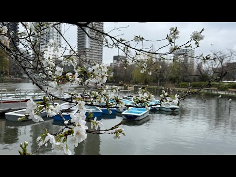 2024年4月1日本東京丨追櫻日記丨最終回丨上野最後場勘丨東照宮