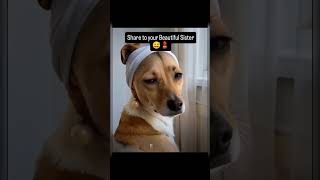 Cute dog sister🤭🐰👩🏻🤣 #funny #comedy #viralvideo #shorts #shortsfeed #ytviral #dog #animallover