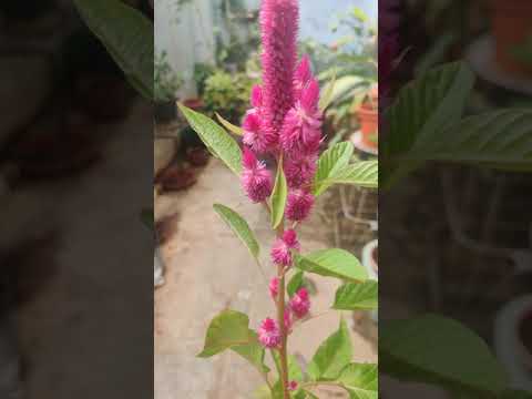 #youtube #short | Cockscomb | Celosia #cockscomb #celosia