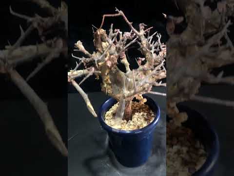 1円～ コンミフォラ・ミルラ 発根管理中 Commiphora myrrha 希少 ベアルート 1円オク 輸入 塊根植物 最落無し