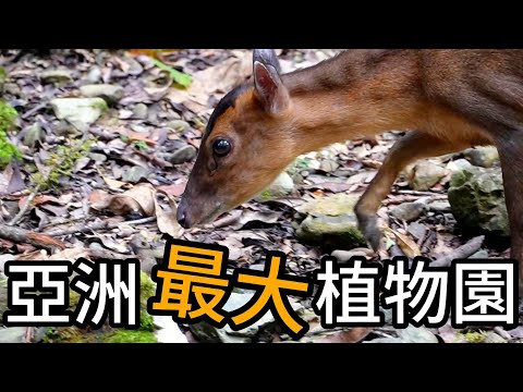 我去了亞洲最大的植物園!!!竟被山羌包圍!?能看到什麼動植物?