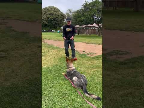 Perfect Control on this German Shepherd #shorts #germanshepherd #dogtraining