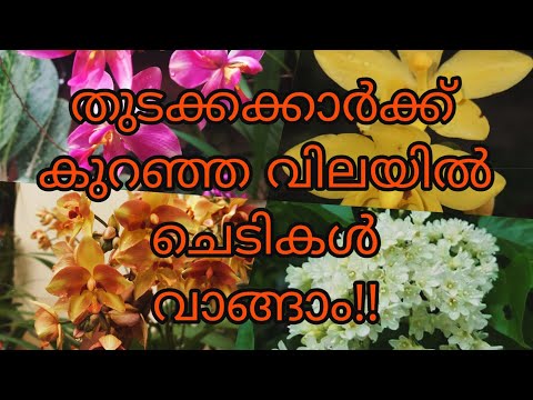 ഇപ്പോൾ വരികയാണെങ്കിൽ ഇഷ്ടം പോലെ plants സ്വന്തമാക്കാം