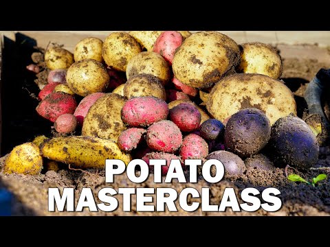 Potato Growing Masterclass: Complete Guide to Grow Potatoes