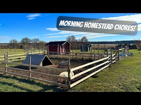 A Real Look At Daily Homestead Chores | A Day On The Homestead