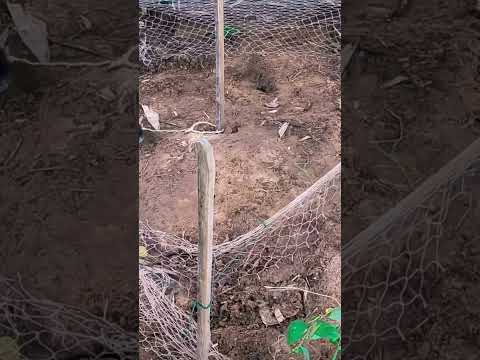 Easy trap to catch cobra snake follow for more information #follow #like #explore #animals #shorts