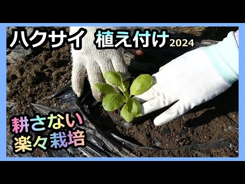 【白菜 胚軸切断苗の植え付け 2024】虫がメチャ多い💦家庭菜園31年目