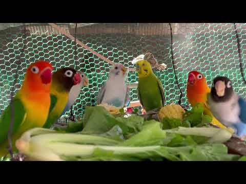 Smart lovebird Parrot , Eating vegetables🥬🌽🦜 #lovebird #birds