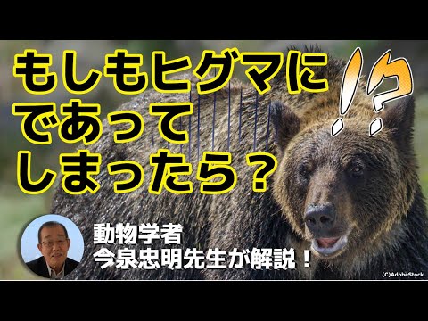 【熊に遭遇したときの対処法は？】死んだふりはNG！動物学者・今泉忠明先生が伝授！