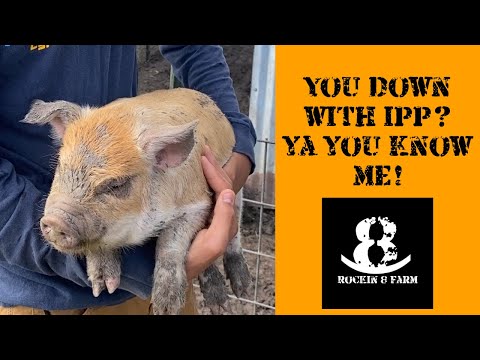 Stepping Up Our Pig Game | Idaho Pasture Pigs