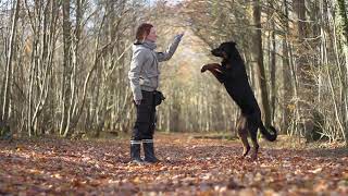 Orion, Beauceron Tricks [1,5 years]