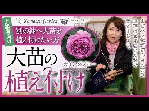 【再編集】大苗の植え付け