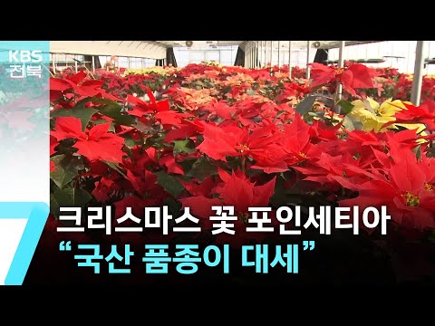 크리스마스 꽃 ‘포인세티아’…“국산 품종이 대세” / KBS  2024.12.17.