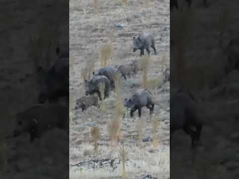 Crowded Wild Boar Shot - Kalabalık Domuz Sürüsü #hunting #wildboar