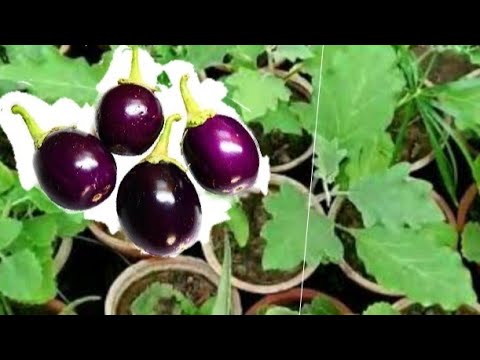 BRINGAL PLANT CARE AND GROWING SEASON \ BAIGAN KA PODA