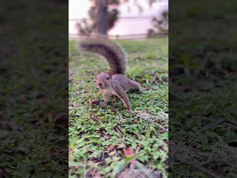 Cute Squirrel looking for Treats #wildlifeencounters #squirrel #adorableanimals