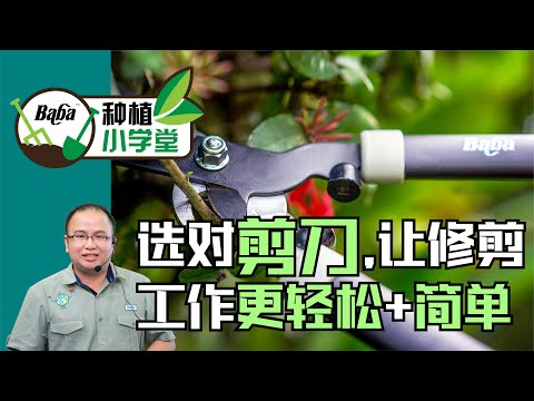 【Baba种植小学堂】修剪植物的第一步，选择正确的园艺剪刀！众多款式园艺剪刀该如何选？| 花园修剪工具